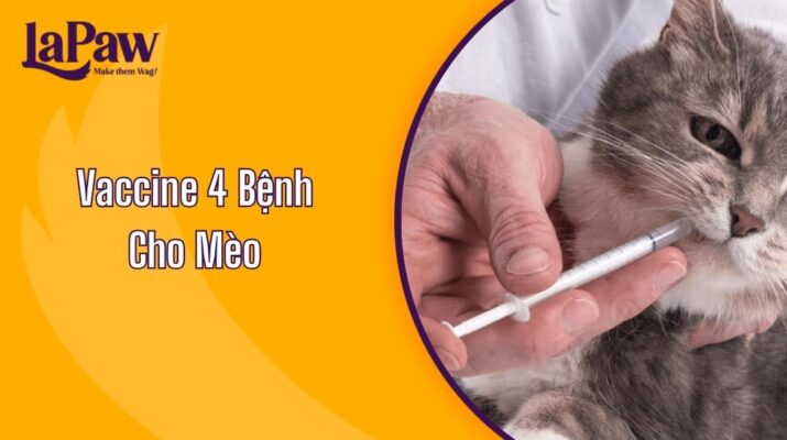 Vaccine 4 Bệnh Cho Mèo