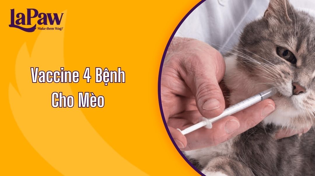 Vaccine 4 Bệnh Cho Mèo