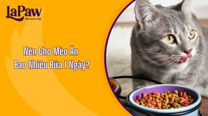 Nên Cho Mèo Ăn Bao Nhiêu Bữa 1 Ngày?