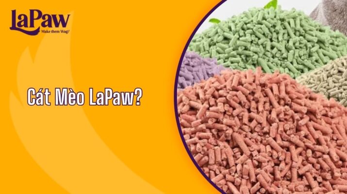CÁT MÈO LAPAW