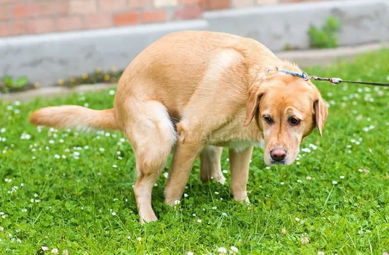 nguyên nhân khiến chó con bị tiêu chảy