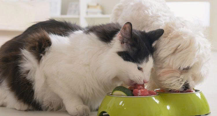 Bản chất sinh học của mèo – Loài ăn thịt bắt buộc]