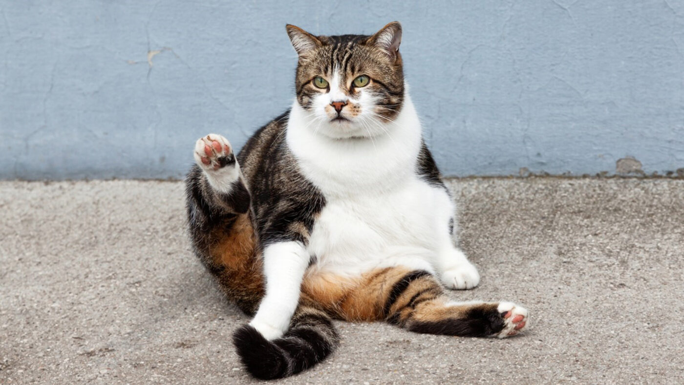 Các nguyên nhân gây rối loạn tiết niệu ở mèo