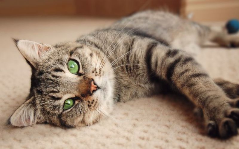 Cách chăm sóc mèo bị FIP tại nhà