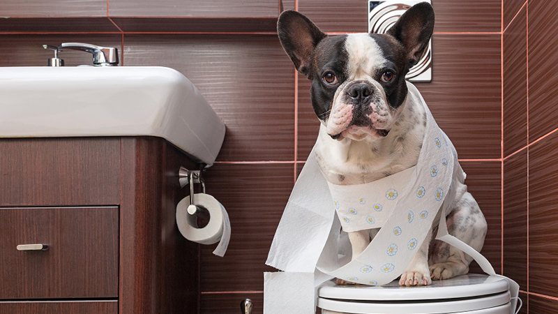 Cách chữa trị chó con bị tiêu chảy tại nhà