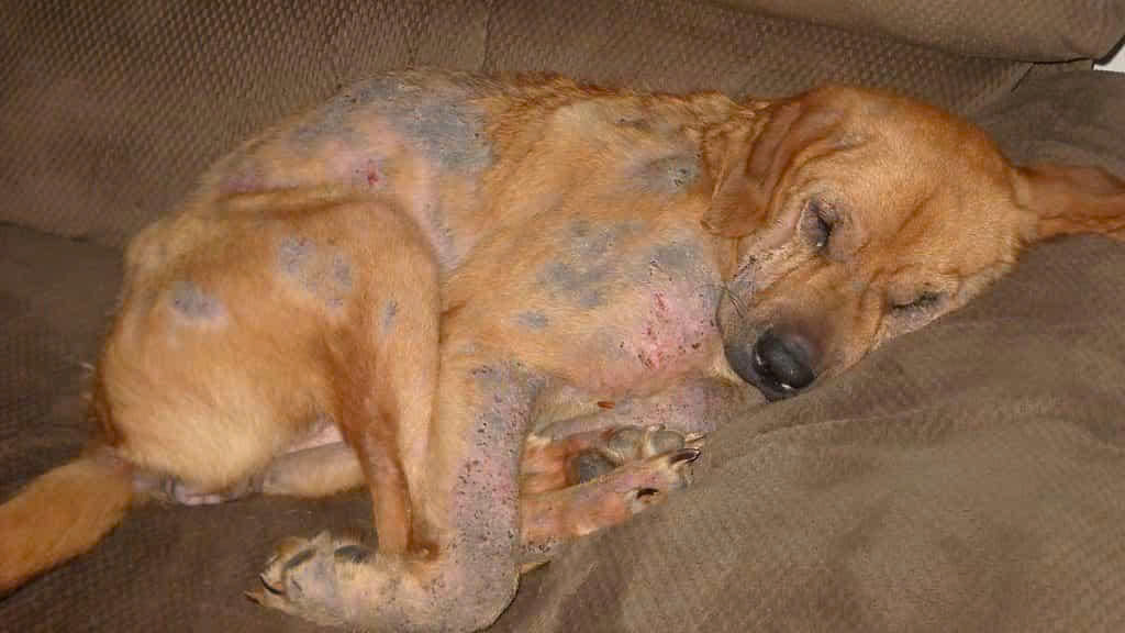 Cách nhận biết sớm chó bị ghẻ