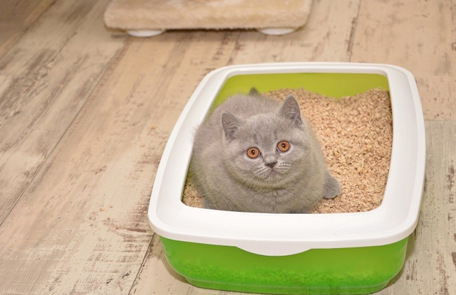 Cách phòng ngừa viêm phổi cho mèo