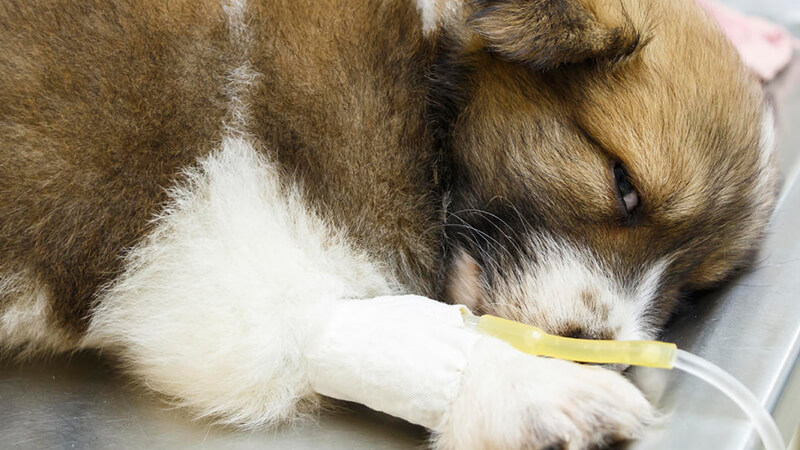 Parvo là bệnh gì?