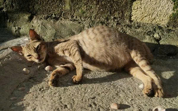 Dấu hiệu mèo bị FIP