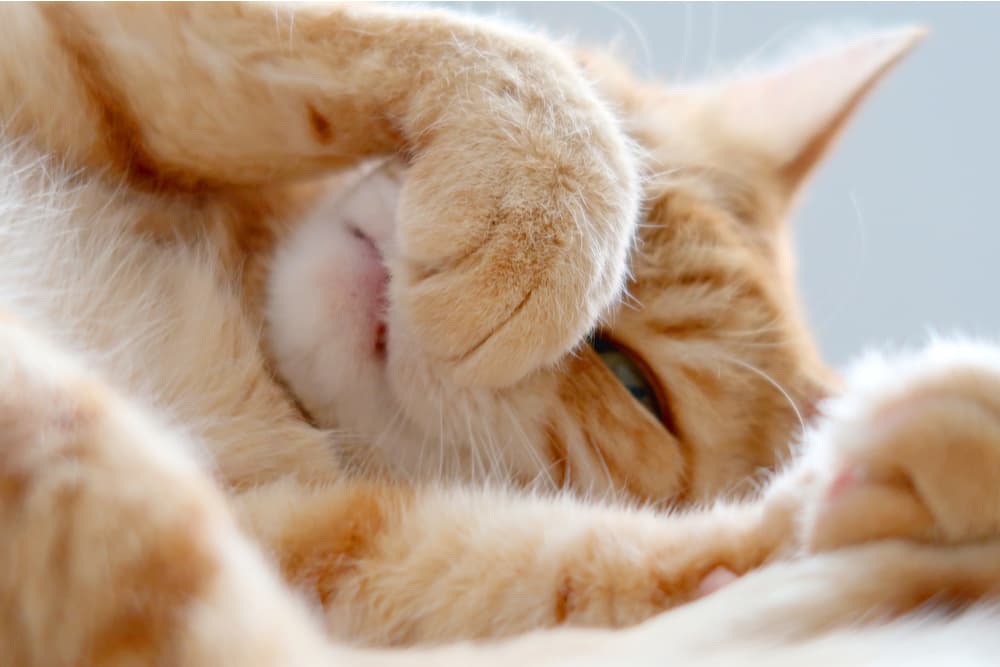 Dấu hiệu mèo bị viêm phổi