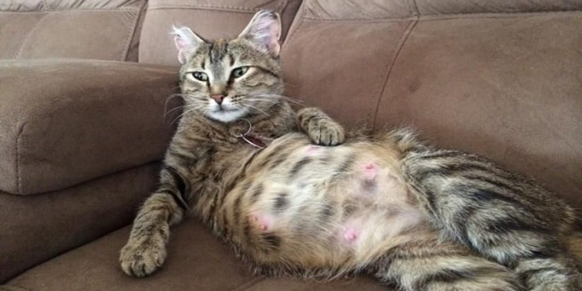 Điều trị FIP có khỏi được không?