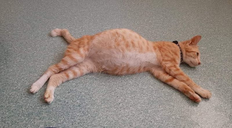 FIP ở mèo là bệnh gì?