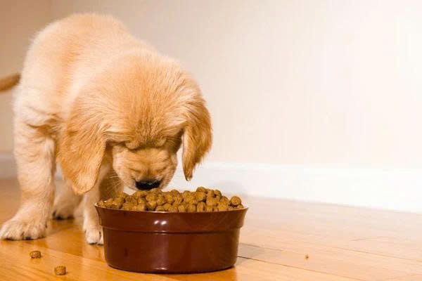 Gợi ý sản phẩm hỗ trợ phục hồi cho chó thiếu máu