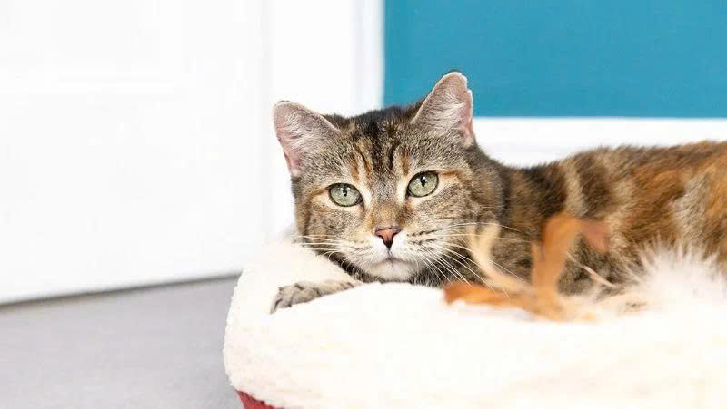 Nguyên nhân gây viêm ruột ở mèo