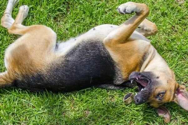 Nhận biết dấu hiệu chó bị co giật