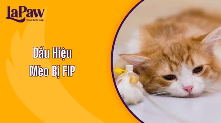 Dấu Hiệu Mèo Bị FIP
