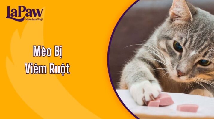 Mèo Bị Viêm Ruột ?