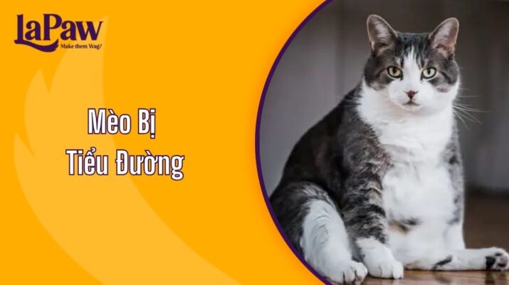 Mèo Bị Tiểu Đường