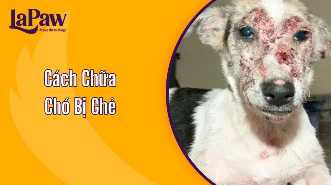 Cách Chữa Chó Bị Ghẻ