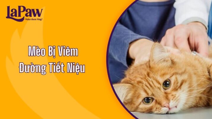 Mèo Bị Viêm Đường Tiết Niệu