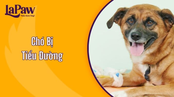 Chó Bị Tiểu Đường