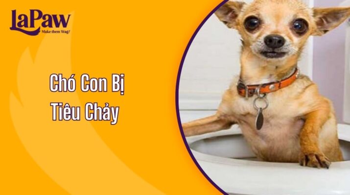 Chó Con Bị Tiêu Chảy