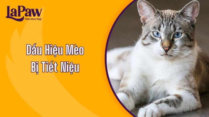 Dấu Hiệu Mèo Bị Tiết Niệu