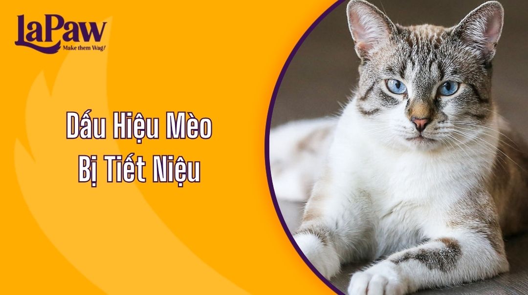Dấu Hiệu Mèo Bị Tiết Niệu