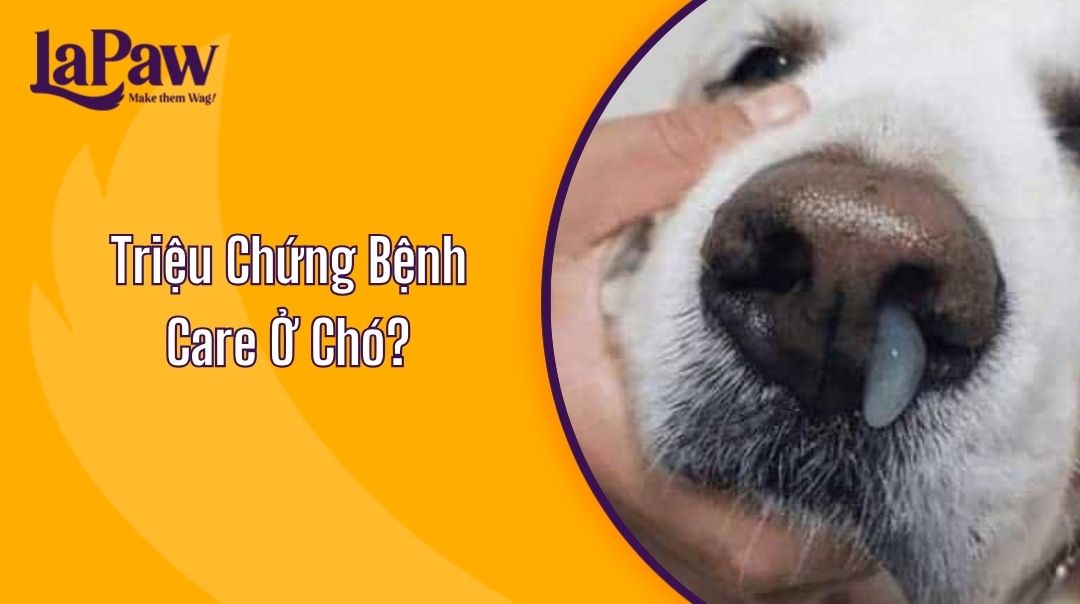 Triệu Chứng Bệnh Care Ở Chó?