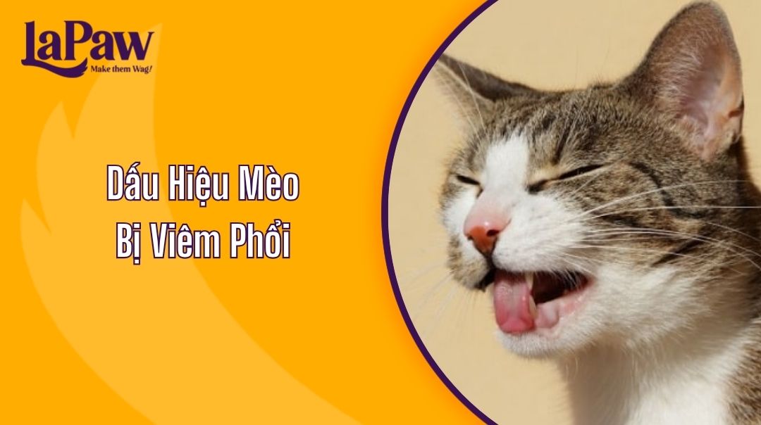 Dấu Hiệu Mèo Bị Viêm Phổi