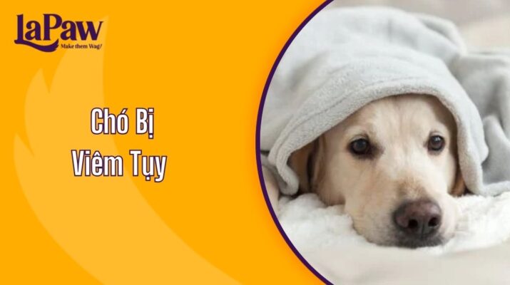 Chó Bị Viêm Tụy