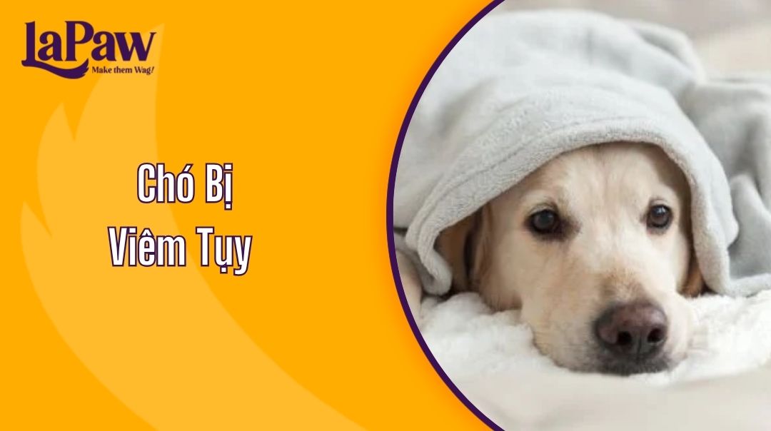 Chó Bị Viêm Tụy