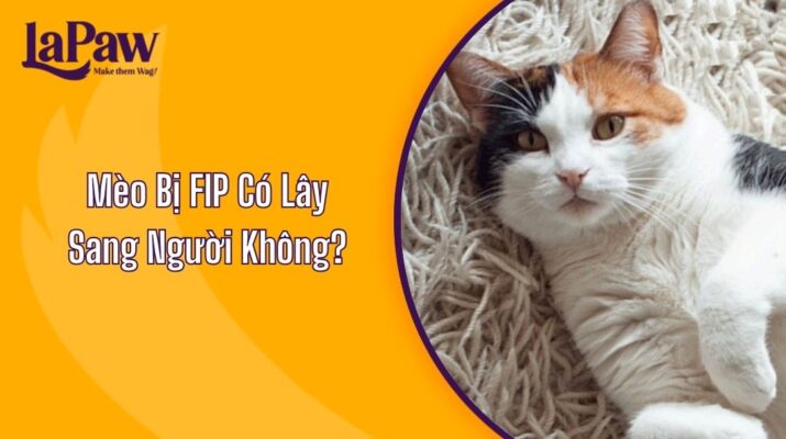 Mèo Bị FIP Có Lây Sang Người Không?