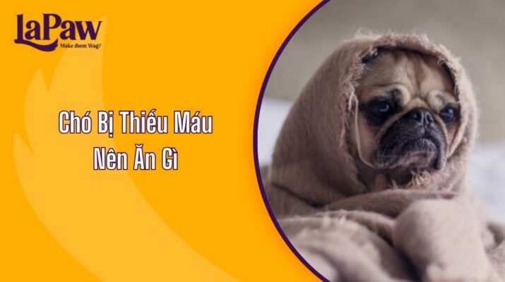 Chó Bị Thiếu Máu Nên Ăn Gì