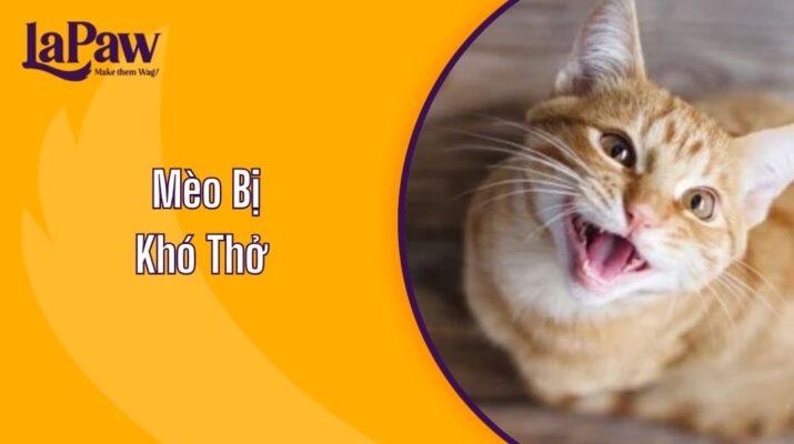 Mèo Bị Khó Thở