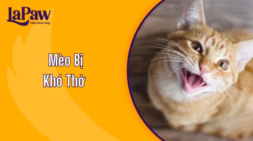 Mèo Bị Khó Thở