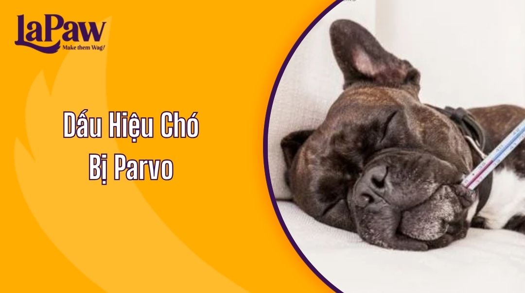 Dấu Hiệu Chó Bị Parvo