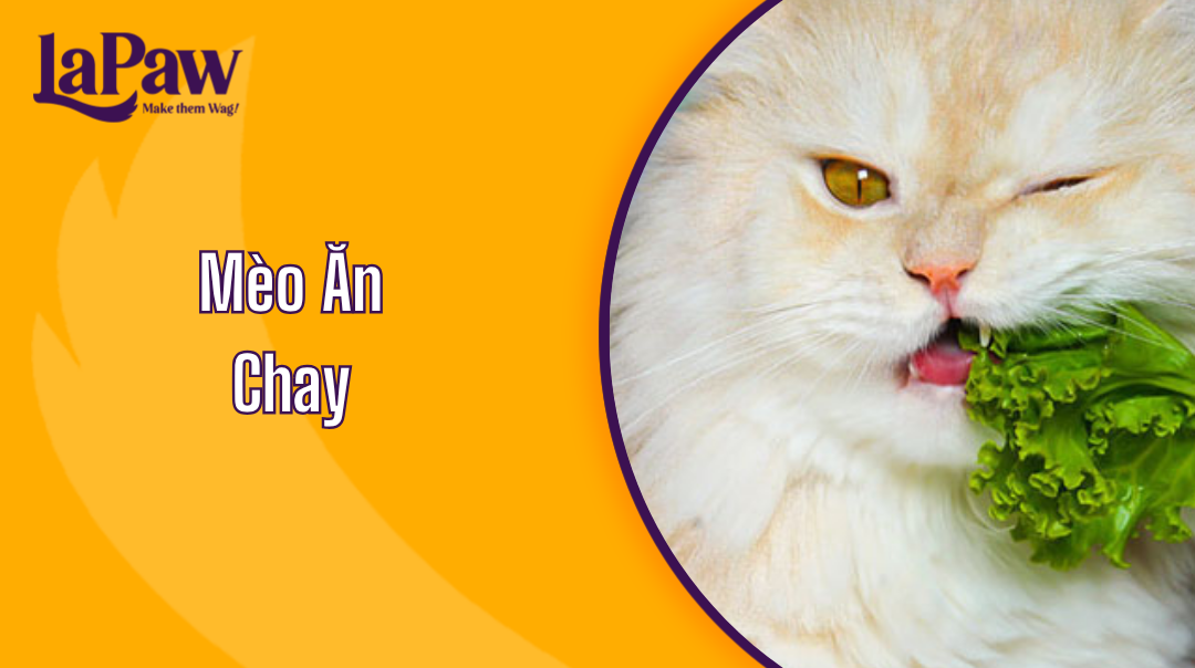 Mèo Ăn Chay