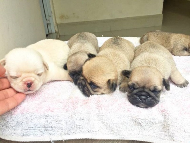 Vệ sinh ổ nằm và chó con mỗi ngày