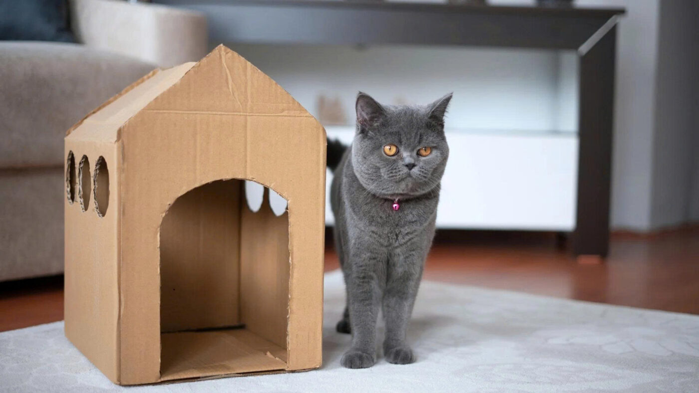 Vì sao nên làm nhà cho mèo bằng bìa carton?
