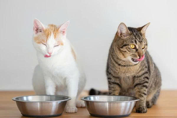 Cách cho mèo ăn trứng đúng và an toàn