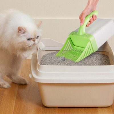 Cách sử dụng cát tre mèo hiệu quả và tiết kiệm