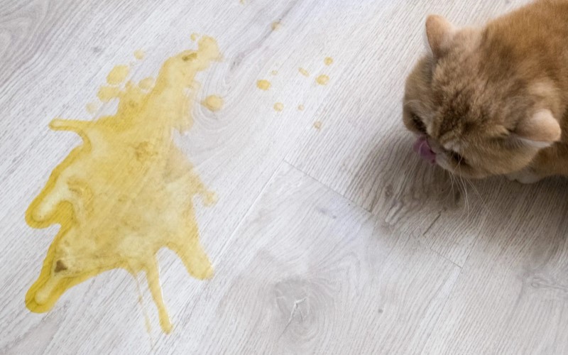 Dấu hiệu mèo con bị ói – Có bình thường không?