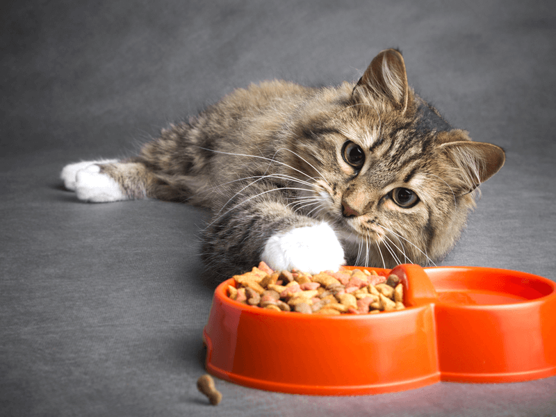 Giải pháp tốt hơn rong biển: Thức ăn dinh dưỡng đầy đủ cho mèo