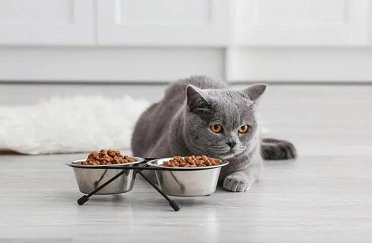 Gợi ý sản phẩm kết hợp cùng trứng giúp mèo hấp thu tốt hơn