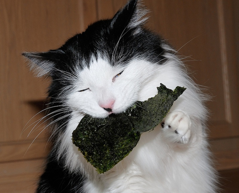 Khi nào nên cho mèo ăn một chút rong biển?