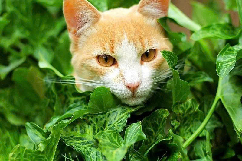 Mèo ăn rau được không?