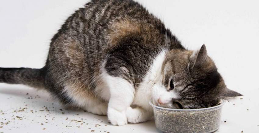 Mèo ăn rong biển được không? 