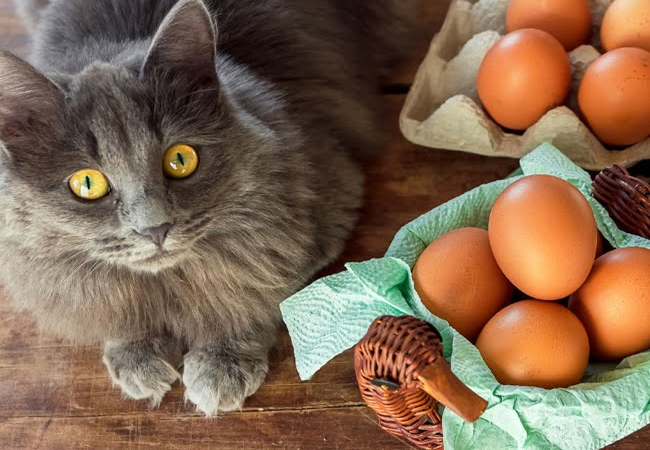 Mèo ăn trứng được không?