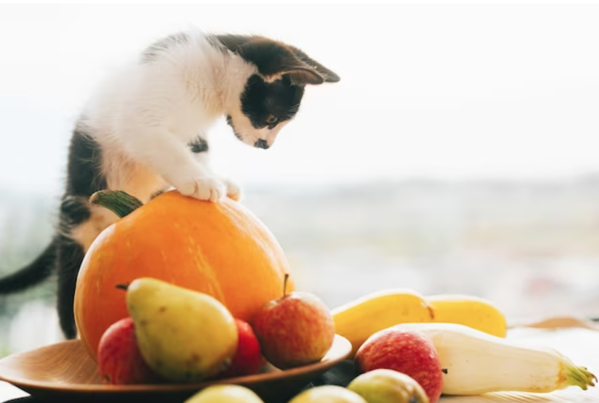 Mèo có nên ăn trái cây không?